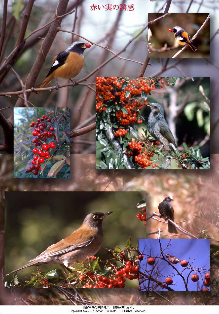 赤い実を食べる鳥のブローチ - ブローチのハンドメイド・クラフト作品