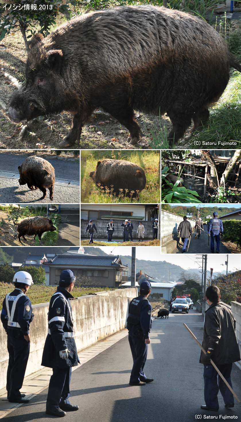 �ʐ^���N���b�N����ƃC�m�V�V���2013�i11��17���j�̋L���ֈړ����܂�