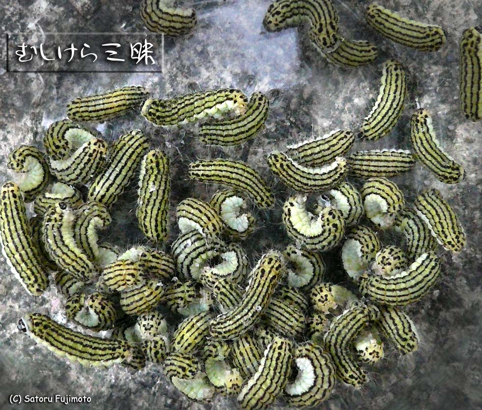 �ꐡ�̒��ɂ��ܕ��̍�